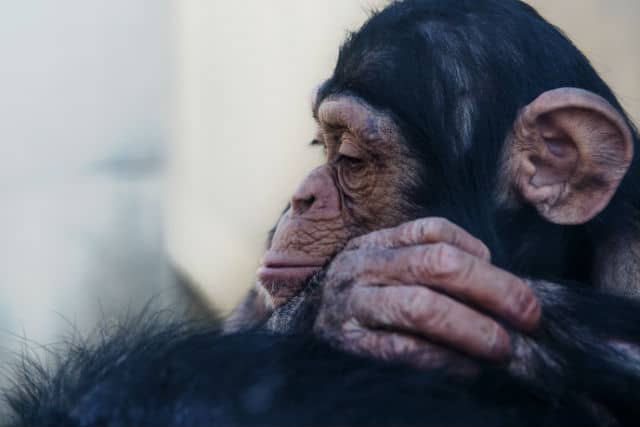 悲しい顔のチンパンジー